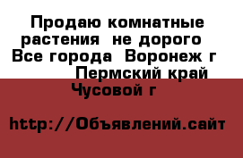 Продаю комнатные растения  не дорого - Все города, Воронеж г.  »    . Пермский край,Чусовой г.